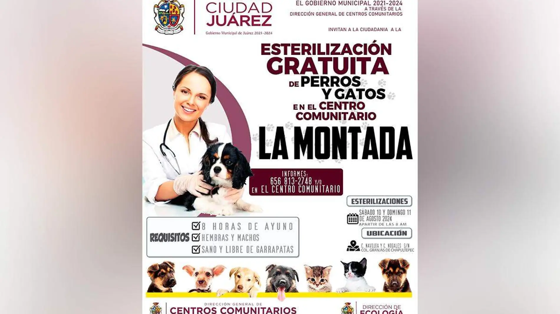 campaña de esterilización